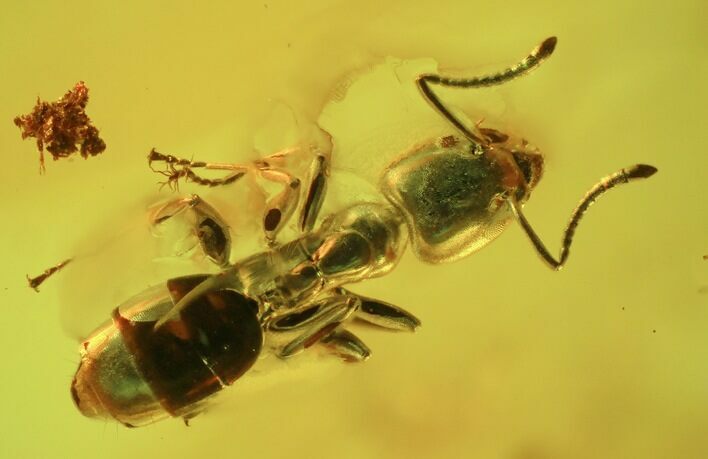 Fossil Ant (Formicidae) In Baltic Amber #45162